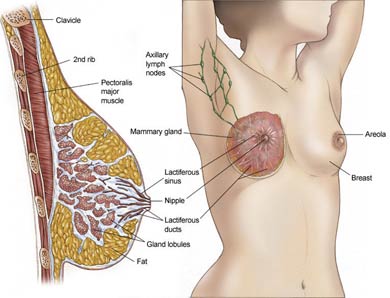 breast_credit